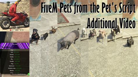 Gta V Fivem All Pets Form The Pets Script Youtube