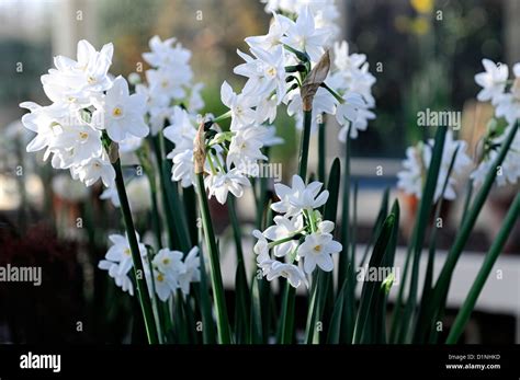 White Spring Flowers From Bulbs Northern Exposure Gardening Tiny