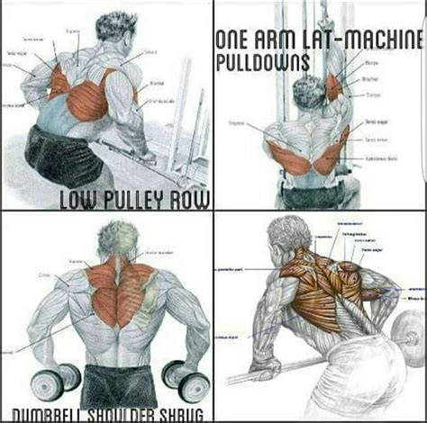 In common usage, the arm extends through the hand. Great map of back muscle exercises | Back muscle exercises