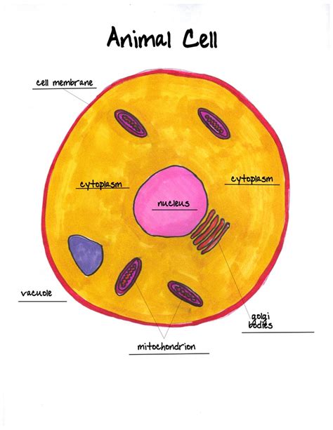 Plant Cells And Animal Cells For Kids