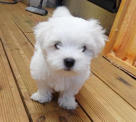 Maltese Puppies For Sale | New Jersey 17, NJ #295185