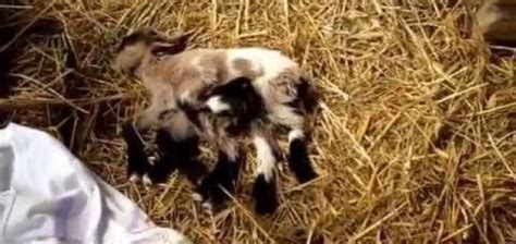 8 Legged Octogoat Born On Farm In Croatia Unexplained Mysteries