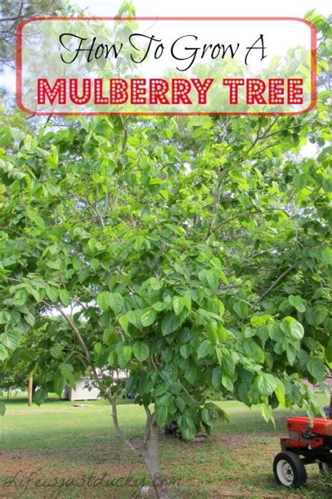 How To Grow Mulberry Trees With Images Fast Growing Shade Trees