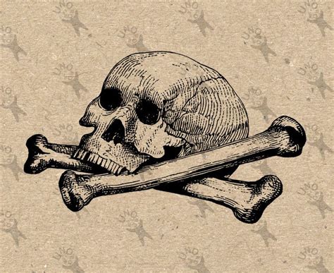 Vintage Retro Drawing Human Skull Anatomy Halloween Image Etsy In
