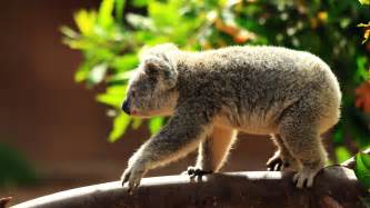 Animal Koala Hd Wallpapers Wallpaper Cave
