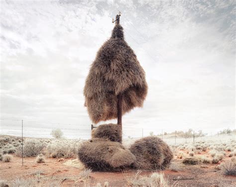 Massive Bird Nests Built On Telephone Poles In Southern Africa Are Home