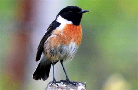 It is found in the indian subcontinent. DOWNLOAD Suara Burung Decu Mini Ngerol Gacor MP3 | HARGA