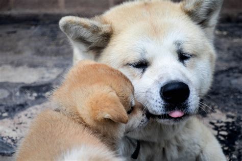 8 Most Popular Japanese Dog Breeds Dogvills