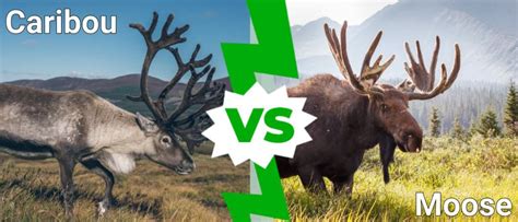 Caribou Vs Moose What Are The Differences A Z Animals
