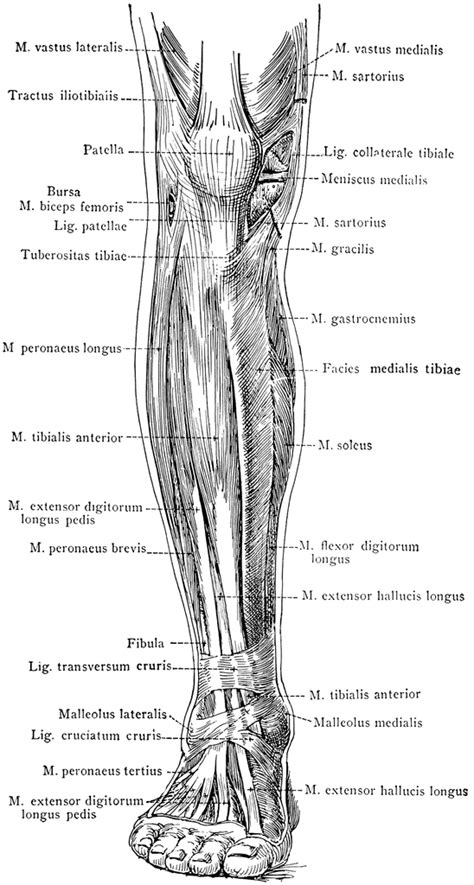 Healthy muscular structure and bones. Anterior View of the Superficial Muscles of the Leg ...