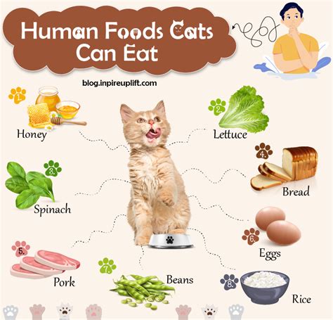 Can You Feed Cats Bread Online Save 64 Nacbr