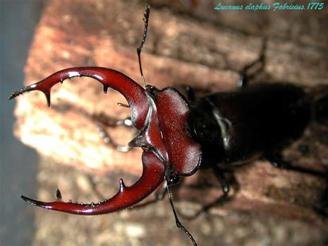 Der rothirsch (cervus elaphus) verschwand bereits im 18. JAPANESE STAG BEETLE