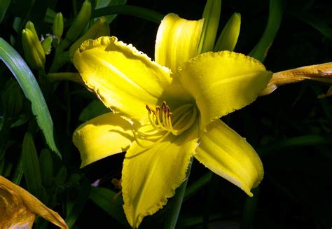 Yellow Lily Flower Image Free Stock Photo Public Domain Photo Cc0