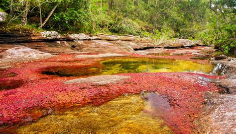 Caño Cristales Il Fiume Dei Cinque Colori