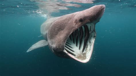 10 Largest Sharks On The Planet Earth | Stillunfold