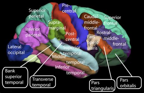 Filelateral Surface Of Cerebral Cortex Gyripng Wikipedia