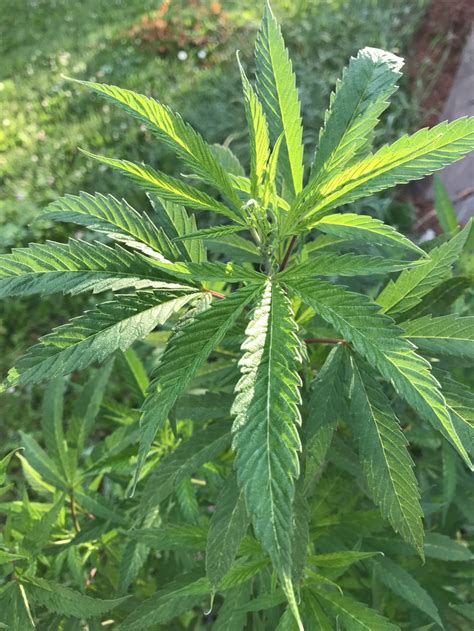 Although your weed plant has begun the flowering stage, you shouldn't switch to giving it the cannabis flowering nutrients immediately. Ideal Temperatures for Growing Marijuana Plants - HerbsnBuds