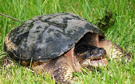 How Big Do Snapping Turtles Get Largest Alligator Snapping Turtle Ever