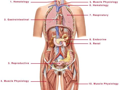 Physiology, structure, medical profession, morphology, healthy. Diagram Of Female Parts | Body anatomy organs, Human anatomy female, Human body diagram