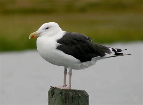 Bill Hubick Photography Great Black Backed Gull Larus Marinus