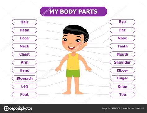 Body Parts Anatomy Children Cartoon Character Vector Illustration Card