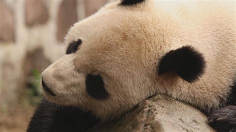 Guardians Of The Panda No Longer Endangered But Still Vulnerable