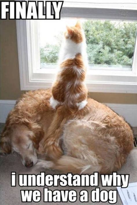 Haha Cat An Dog Work Together Funny Animal Pictures Funny Animals