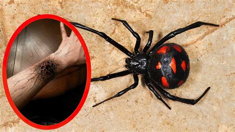 Top MOST VENOMOUS SPIDERS In The World YouTube