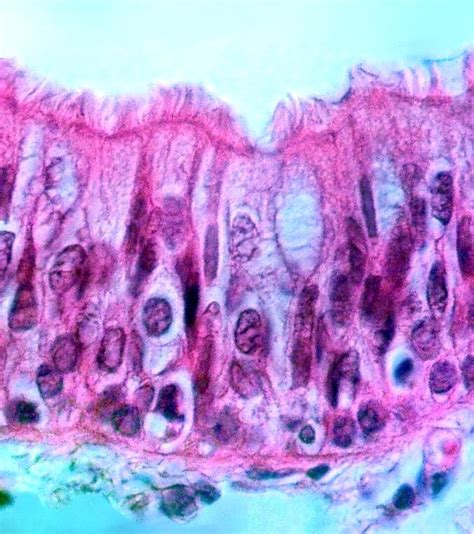 Epitelio Traqueal Histology Slides Bark At The Moon Tissue Types