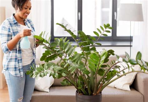 11 Low Maintenance House Plants To Get This Spring Greenripegarden