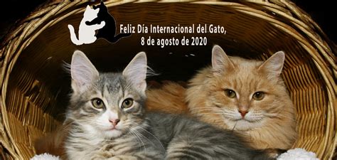 Feliz Día Internacional Del Gato 8 De Agosto De 2020 El Mundo Del Gato