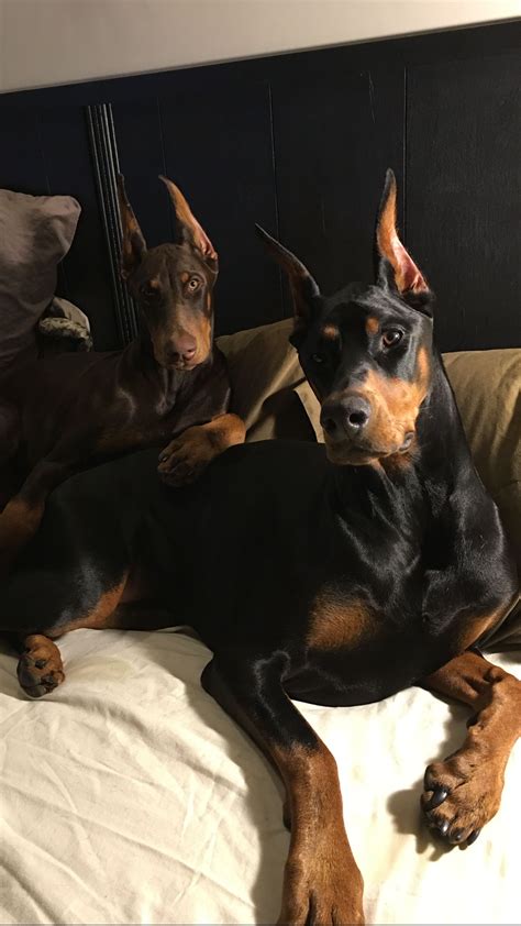 15 Cool Facts You Didnt Know About The Doberman Petpress