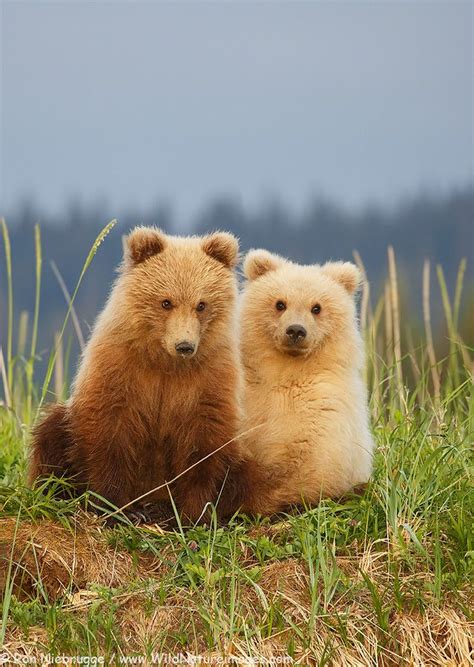 Second Summer Bear Cubs Lake Clark National Park Alaska Nature