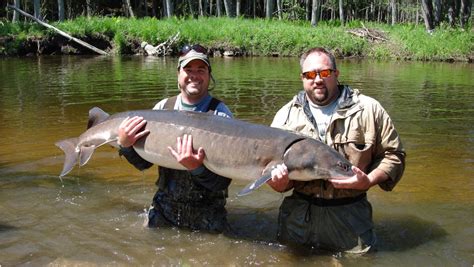 Lake Sturgeon Should Be Endangered Species Group Says