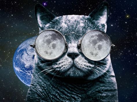 Cat With Glasses Wallpapers Top Free Cat With Glasses
