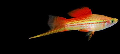 Male Swordtail Xiphophorus Hellerii Swordtail Fish Fish Freshwater Fish