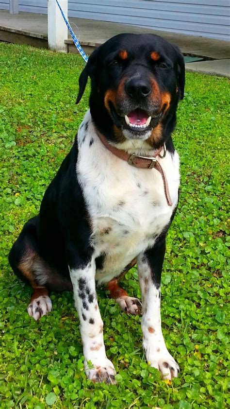 He is an 11 month old german shepherd mix and loves his people. Rottweiler rescue ct | Dogs, breeds and everything about ...