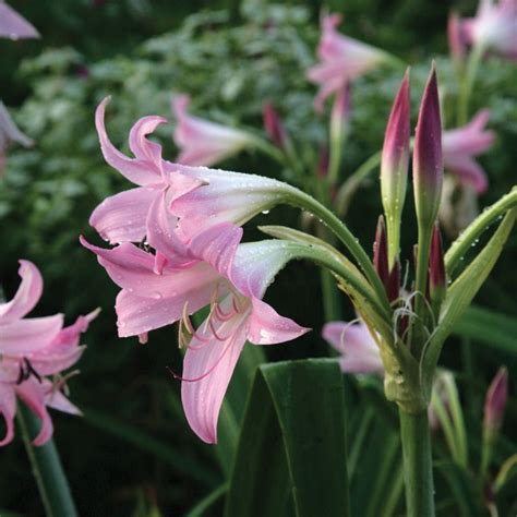 Lilies are the most commonly used flower for funerals because they symbolize innocence that has been restored to the soul of the departed. Crinum - x. powellii - Cape Coast Lily, River Lily Bulbs ...