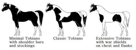 17 Best Images About Horse Breed Chart On Pinterest