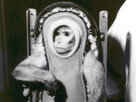 Part of a series of articles on the. Animals in Space - Bloomberg