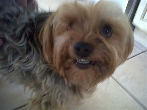 Maybe you would like to learn more about one of these? Yorkies