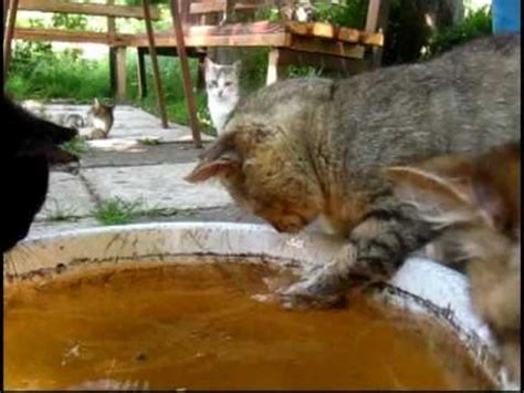 The van cats that live near the. Cats afraid of water? - YouTube
