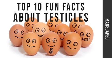 Top 10 Fun Facts About Testicles Manscapedcom Manscaped