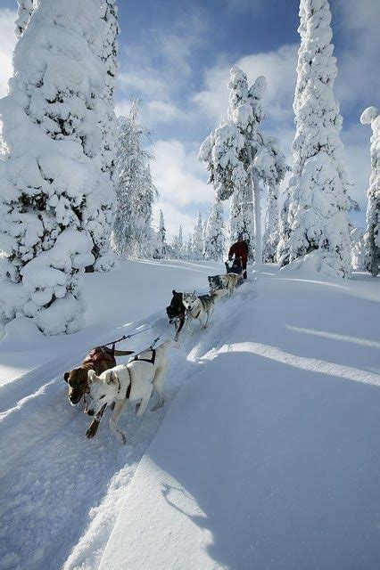 Husky Safari In Finnish Lapland Winter Magic Winter Fun Winter Snow