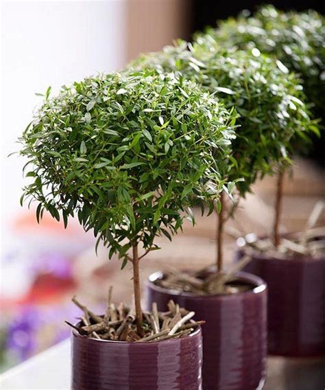 Make sure the threat of frost is behind you before directly sowing them in your garden, or start them indoors. Easy flowers to grow indoors - a useful guide for indoor ...