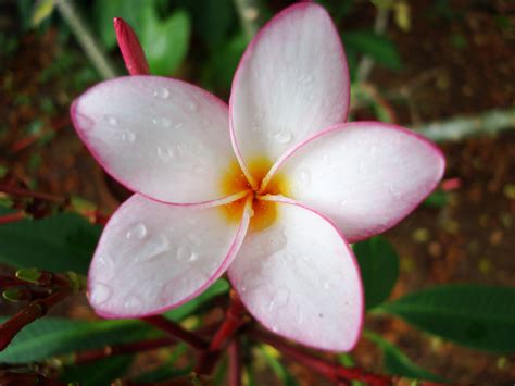 Asisbiz Tropical Garden Flowers Ayala Alabang Manila Philippines 95