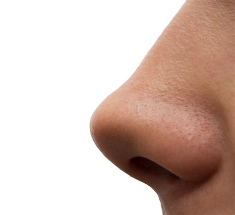 Nose Images Pictures Photos