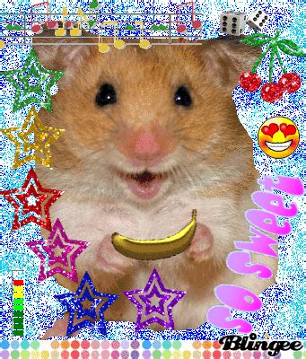 Yes, your hamster an eat the peel. hamster eat Banana Picture #91268784 | Blingee.com