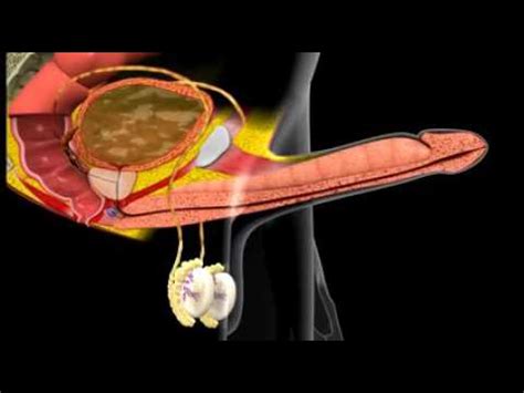 Erection And Ejaculation In D Medical Animation Youtube