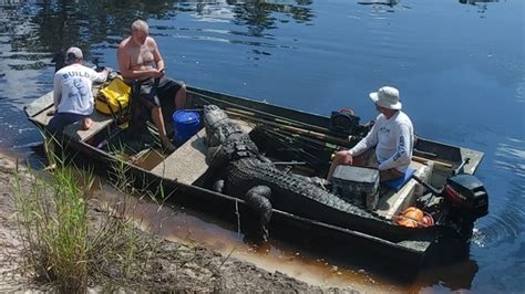 Hunters Catch 920 Pound Gator In Central Florida